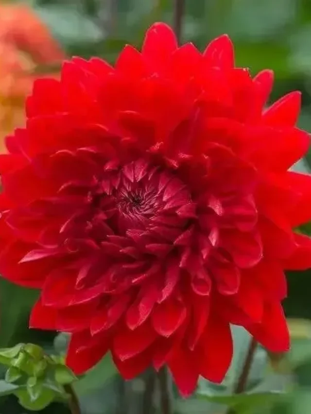 7b4b232f96dff71797ec23d5c7178764