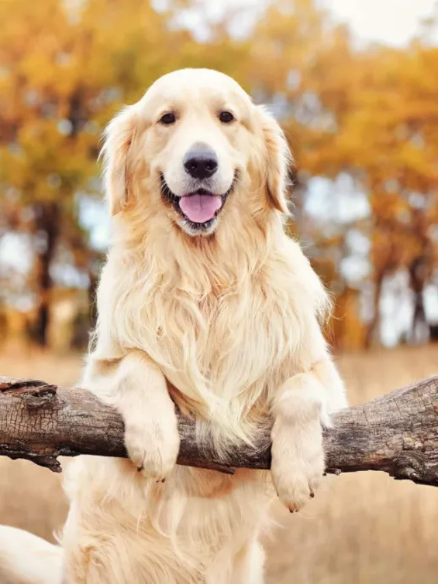 Golden-Retriever-1024x683