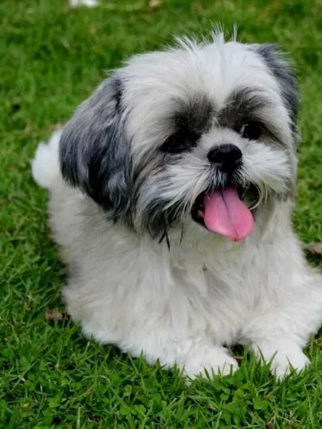 9 Toy Breeds with Big Personalities