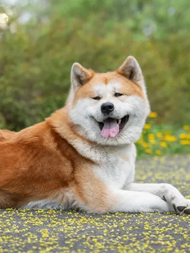 The 8 Most Intimidating Dog Breeds, And Why They Might Not Be for You