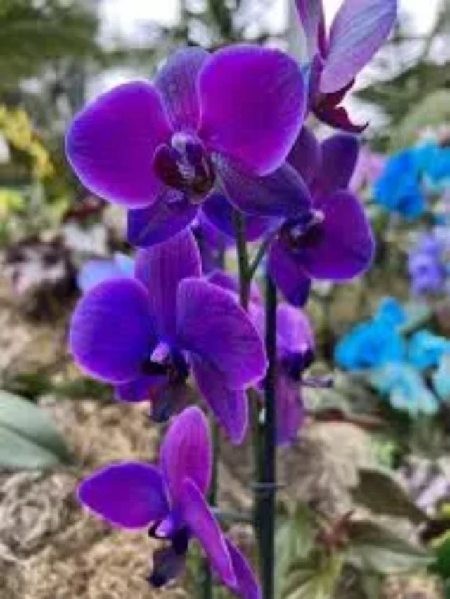 7 Types of Orchids You Can Grow and Keep