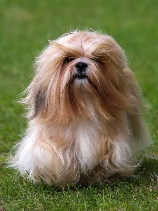 10 Dog Breeds That Are Surprisingly Independent