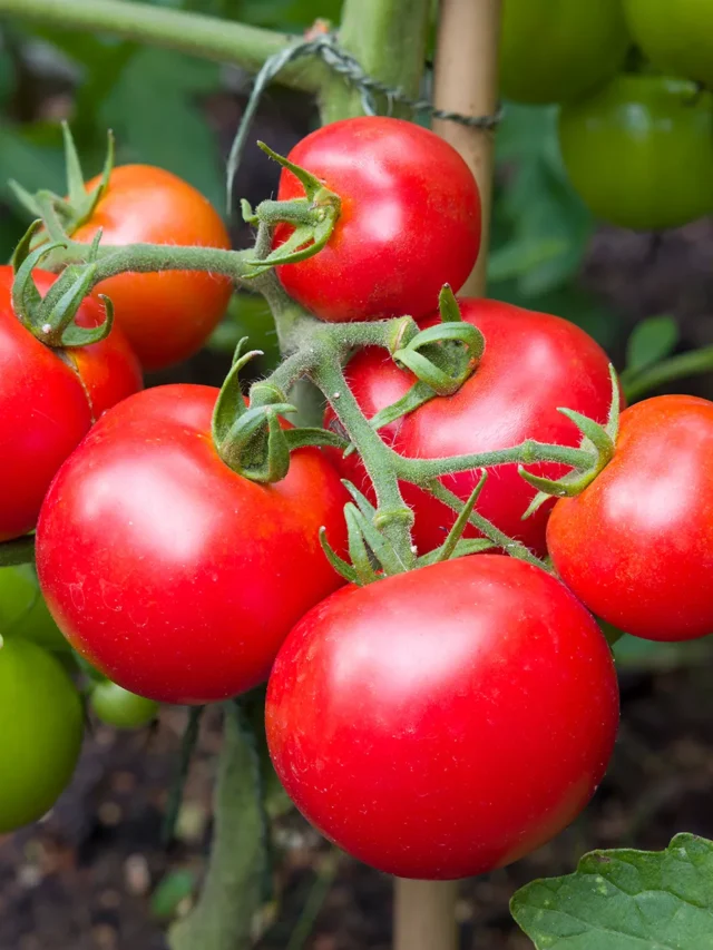 How I Finally Grew Sweet, Plump Tomatoes
